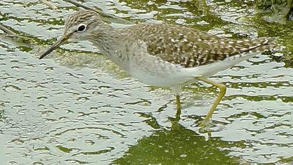 Orman düdükçünü