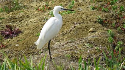 Küçük ak balıkçıl