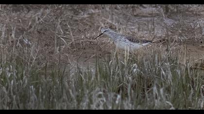Bataklık düdükçünü