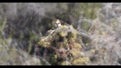 Karakulaklı kuyrukkakan