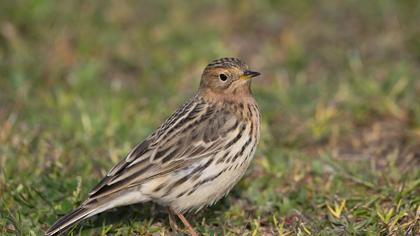 Kızılgerdanlı incirkuşu