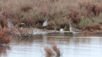 Sürmeli kervançulluğu
