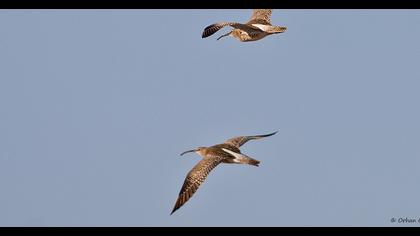 Sürmeli kervançulluğu