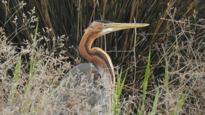 Erguvani balıkçıl