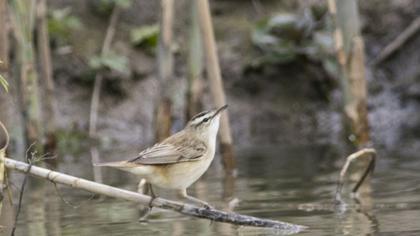 Kındıra kamışçını