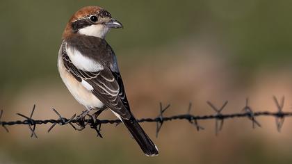 Kızılbaşlı örümcekkuşu