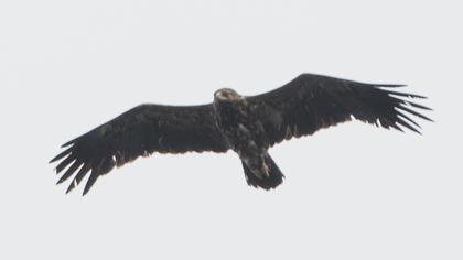 Küçük orman kartalı