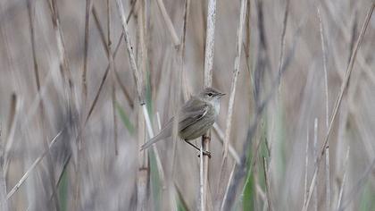 Çalı kamışçını
