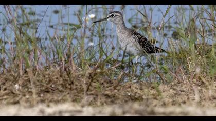 Orman düdükçünü