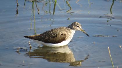 Bataklık düdükçünü