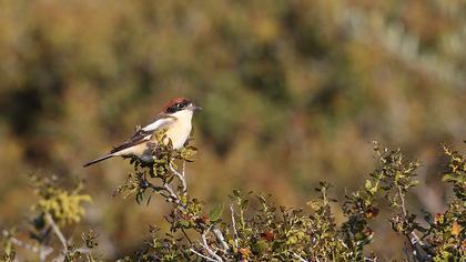 Kızılbaşlı örümcekkuşu