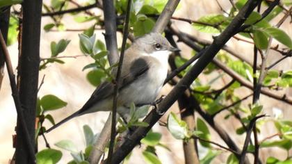 Küçük akgerdanlı ötleğen