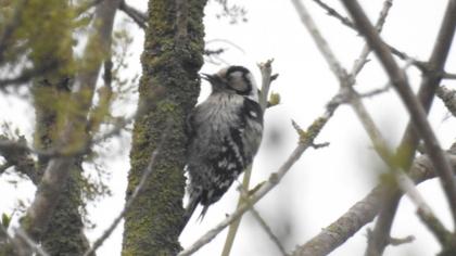 Küçük ağaçkakan