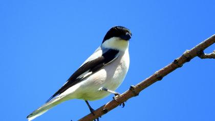 Karaalınlı örümcekkuşu