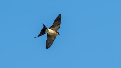 Kızıl kırlangıç