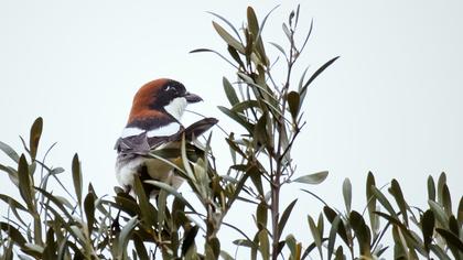 Kızılbaşlı örümcekkuşu