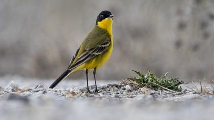 Sarı kuyruksallayan