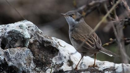 Akgerdanlı ötleğen