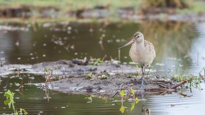 Kıyı çamurçulluğu