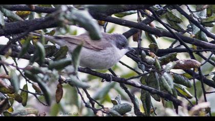 Küçük akgerdanlı ötleğen