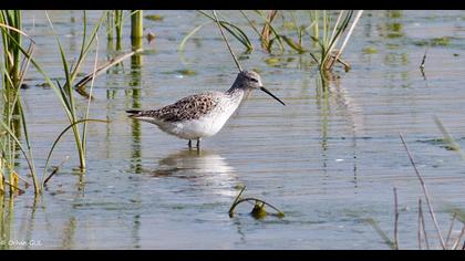 Bataklık düdükçünü