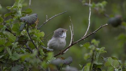 Akgerdanlı ötleğen