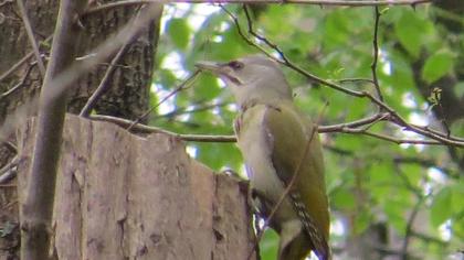 Küçük yeşil ağaçkakan