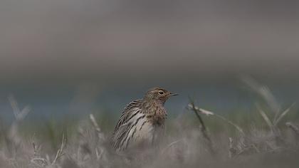 Kızılgerdanlı incirkuşu