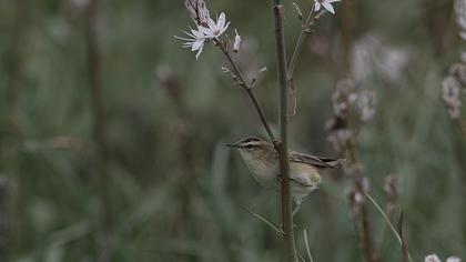 Kındıra kamışçını