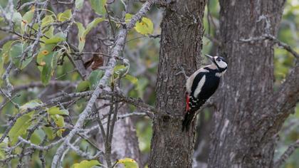 Orman alaca ağaçkakanı