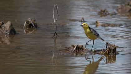 Sarıbaşlı kuyruksallayan
