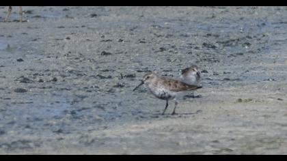 Karakarınlı kumkuşu