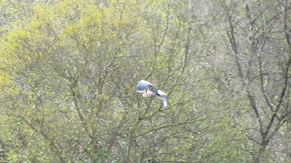 Erguvani balıkçıl