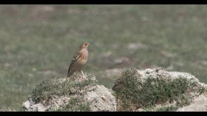 Kızılgerdanlı incirkuşu
