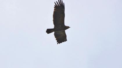 Küçük orman kartalı