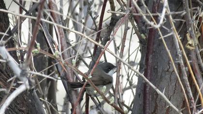 Küçük akgerdanlı ötleğen