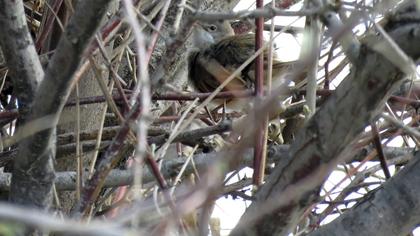 Akgerdanlı ötleğen