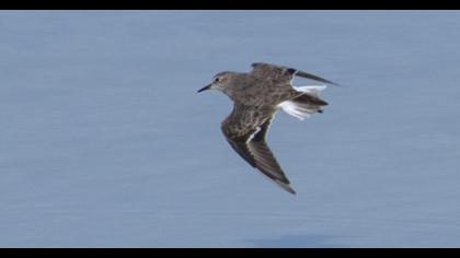 Sarıbacaklı kumkuşu