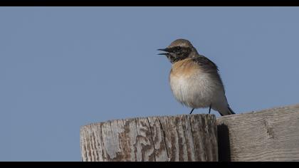 Karakulaklı kuyrukkakan