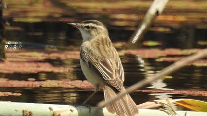 Kındıra kamışçını