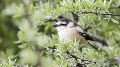 Maskeli örümcekkuşu