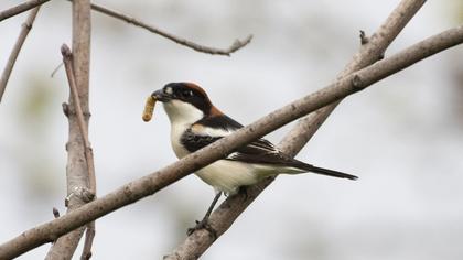 Kızılbaşlı örümcekkuşu