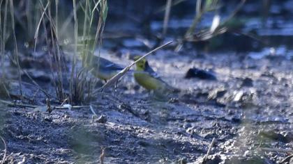 Sarıbaşlı kuyruksallayan