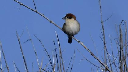 Kızılbaşlı örümcekkuşu