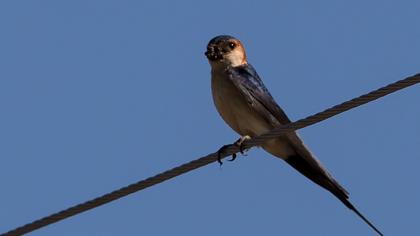 Kızıl kırlangıç