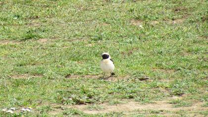 Karakulaklı kuyrukkakan