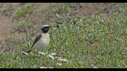 Karakulaklı kuyrukkakan