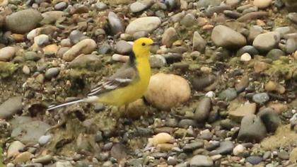 Sarıbaşlı kuyruksallayan