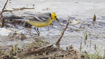 Sarıbaşlı kuyruksallayan