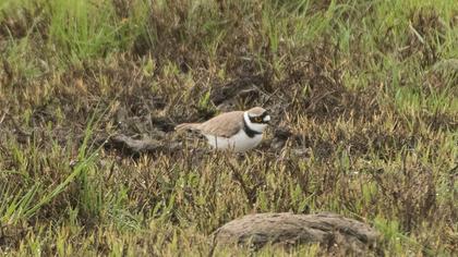 Halkalı küçük cılıbıt